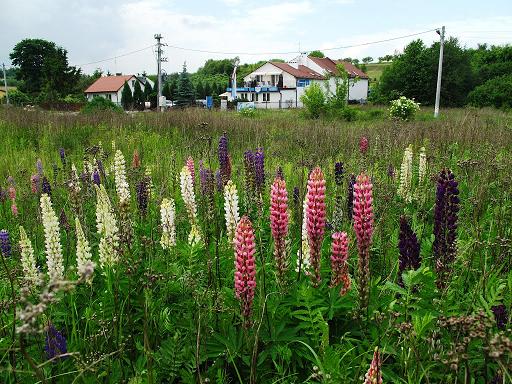 Widok na dom od frontu